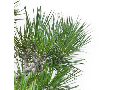 Pinus Thunbergii Corticosa - Black Pine - 45 cm