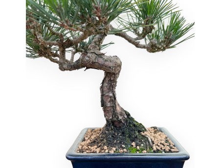 Pinus Thunbergii Senjomaru - Pino Nero - 28 cm