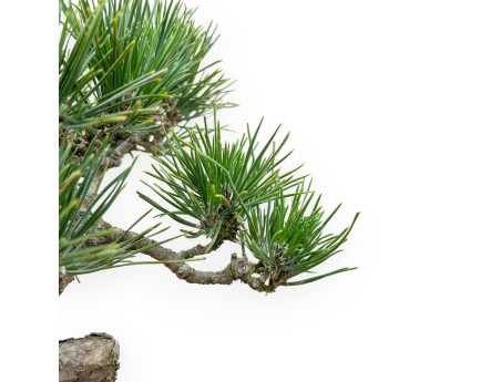Pinus Thunbergii Senjomaru - Schwarzkiefer - 28 cm