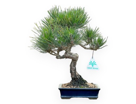 Pinus Thunbergii Senjomaru - Black Pine - 28 cm