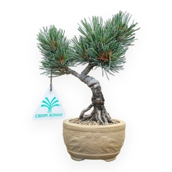 Pinus Pentaphylla - Pino a cinque aghi - 18 cm