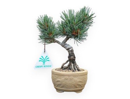 Pinus Pentaphylla - Pin à cinq aiguilles - 18 cm