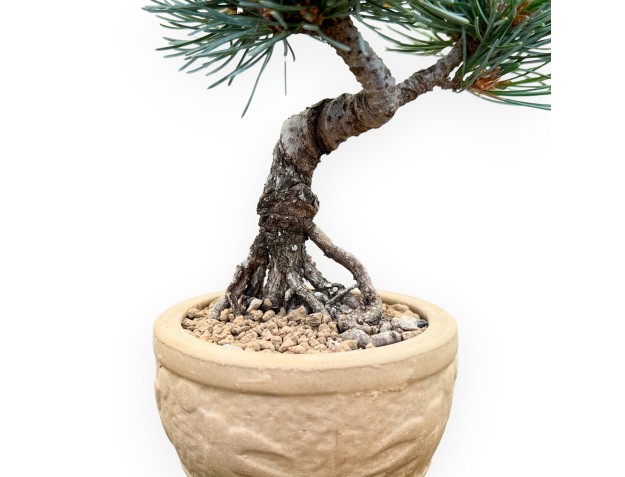 Pinus Pentaphylla - Kiefer - 18 cm 2