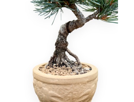Pinus Pentaphylla - Pino - 18 cm