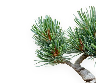 Pinus Pentaphylla - Pino - 18 cm
