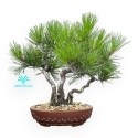 Pinus Thunbergii - Pino Nero - 23 cm