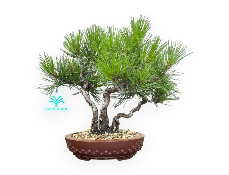 Pinus Thunbergii - Black Pine - 23 cm