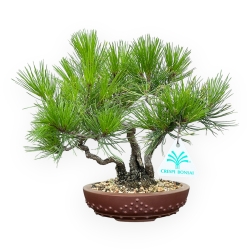 Pinus Thunbergii - Pino Nero - 23 cm