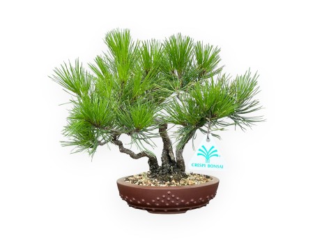 Pinus Thunbergii - Pin Noir - 23 cm