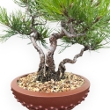 Pinus Thunbergii - Pino Nero - 23 cm