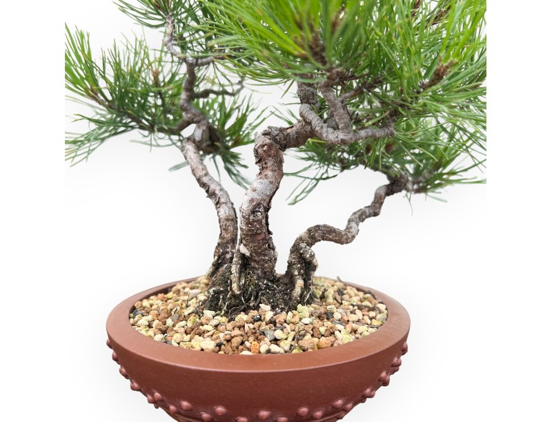 Pinus Thunbergii - Black Pine - 23 cm