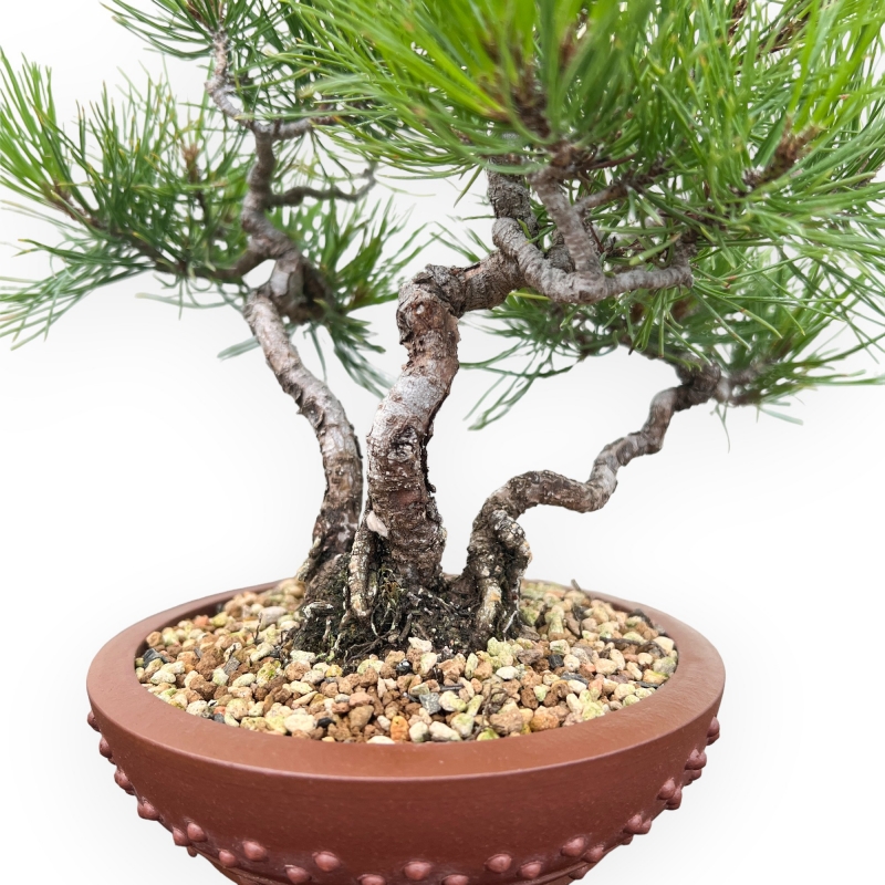 Pinus Thunbergii - Pin Noir - 23 cm