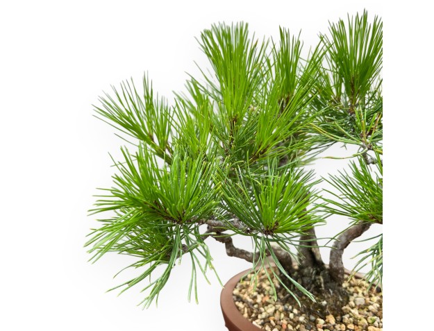 Pinus Thunbergii - Black Pine - 23 cm 2