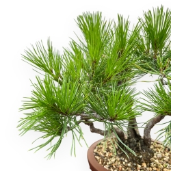 Pinus Thunbergii - Pino Nero - 23 cm