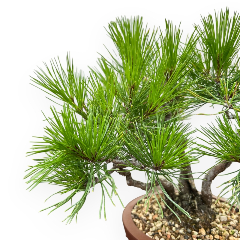 Pinus Thunbergii - Pino Nero - 23 cm