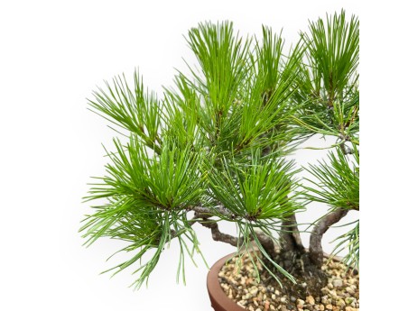 Pinus Thunbergii - Pin Noir - 23 cm