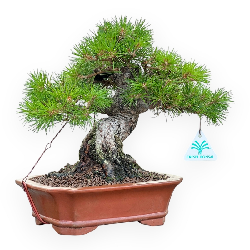Pinus Pentaphylla Nasukomachi - Den - 28 cm