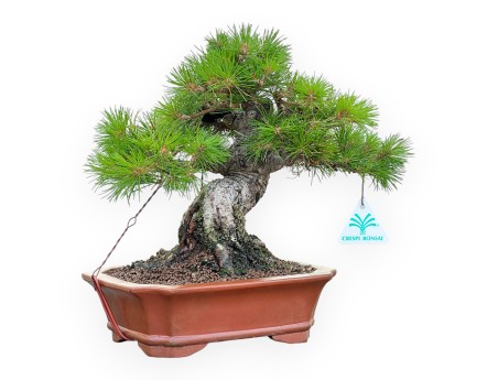 Pinus Pentaphylla Nasukomachi - Kiefer - 28 cm