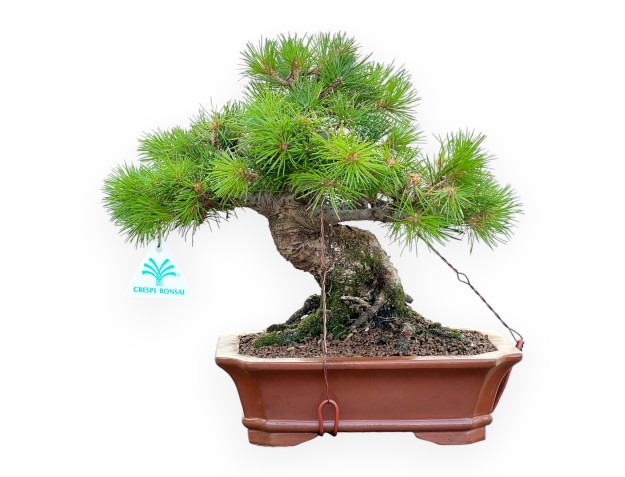 Pinus Pentaphylla Nasukomachi - Pino - 28 cm