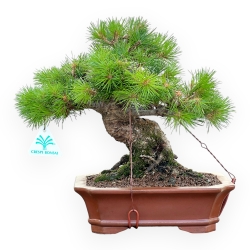 Pinus Pentaphylla Nasukomachi - Pino a cinque aghi - 28 cm