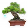 Pinus Pentaphylla Nasukomachi - Pino a cinque aghi - 28 cm