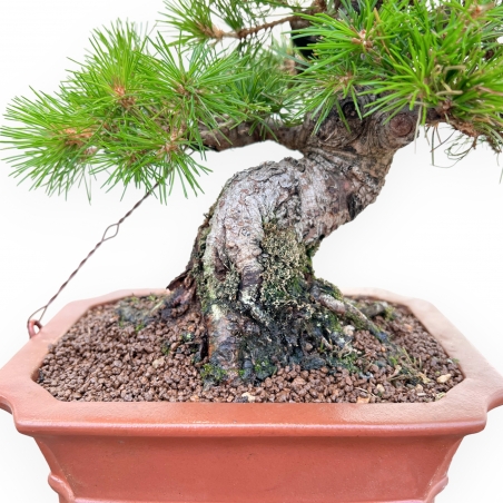 Pinus Pentaphylla Nasukomachi - Pino - 28 cm