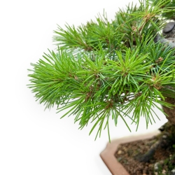 Pinus Pentaphylla Nasukomachi - Pino a cinque aghi - 28 cm