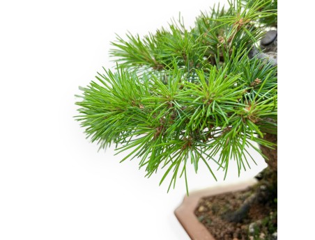 Pinus Pentaphylla Nasukomachi - Pino - 28 cm