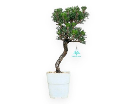 Pinus Thunbergii Kotobuki - Pin Noir - de 38 à 50 cm