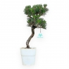 Pinus Thunbergii Kotobuki - Pino Nero - da 38 a 50 cm