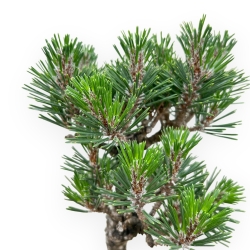 Pinus Thunbergii Kotobuki - Pino Nero - da 38 a 50 cm
