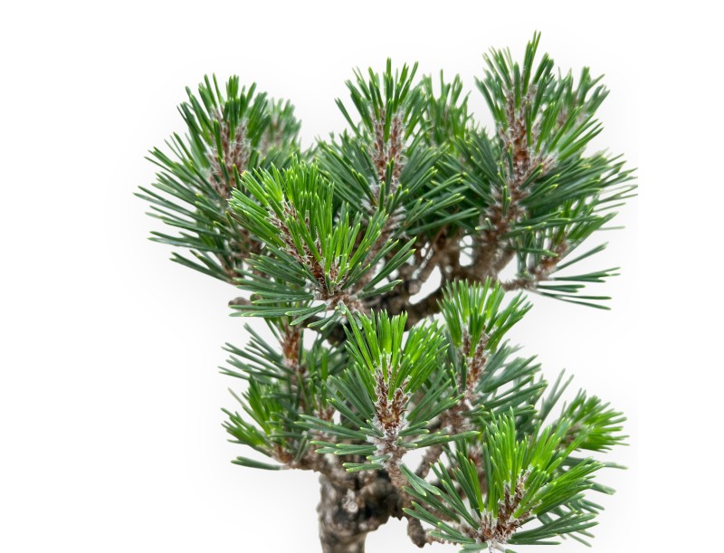 Pinus Thunbergii Kotobuki - Black Pine - from 38 to 50 cm