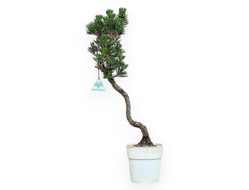 Pinus Thunbergii Kotobuki - Black Pine - from 38 to 50 cm