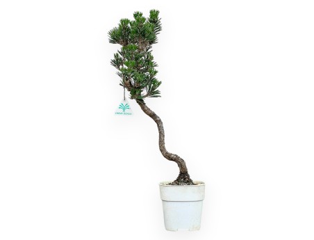 Pinus Thunbergii Kotobuki - Pino Nero - da 38 a 50 cm