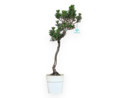 Pinus Thunbergii Kotobuki - Pino Nero - da 38 a 50 cm