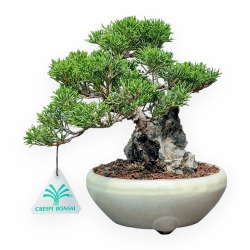 Juniperus Chinensis Itoigawa - Juniper - 20 cm