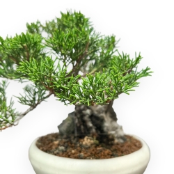 Juniperus Chinensis Itoigawa - Wacholder - 20 cm