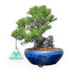Juniperus Chinensis Itoigawa - Enebro - 20 cm