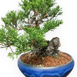 Juniperus Chinensis Itoigawa - Enebro - 20 cm