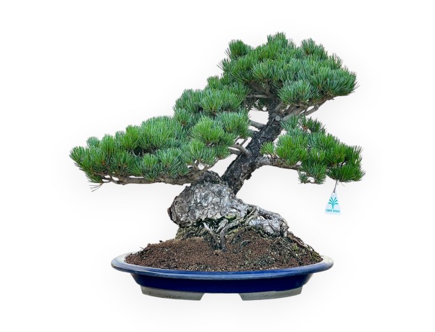 Pinus Pentaphylla - Pino - 47 cm