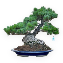 Pinus Pentaphylla - Pino a cinque aghi - 47 cm