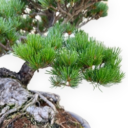 Pinus Pentaphylla - Pino a cinque aghi - 47 cm