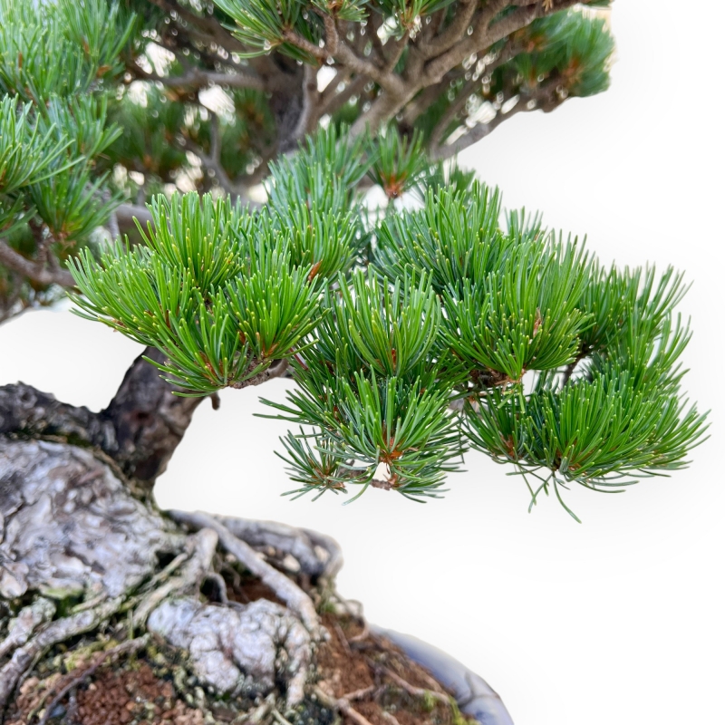 Pinus Pentaphylla - Den - 47 cm