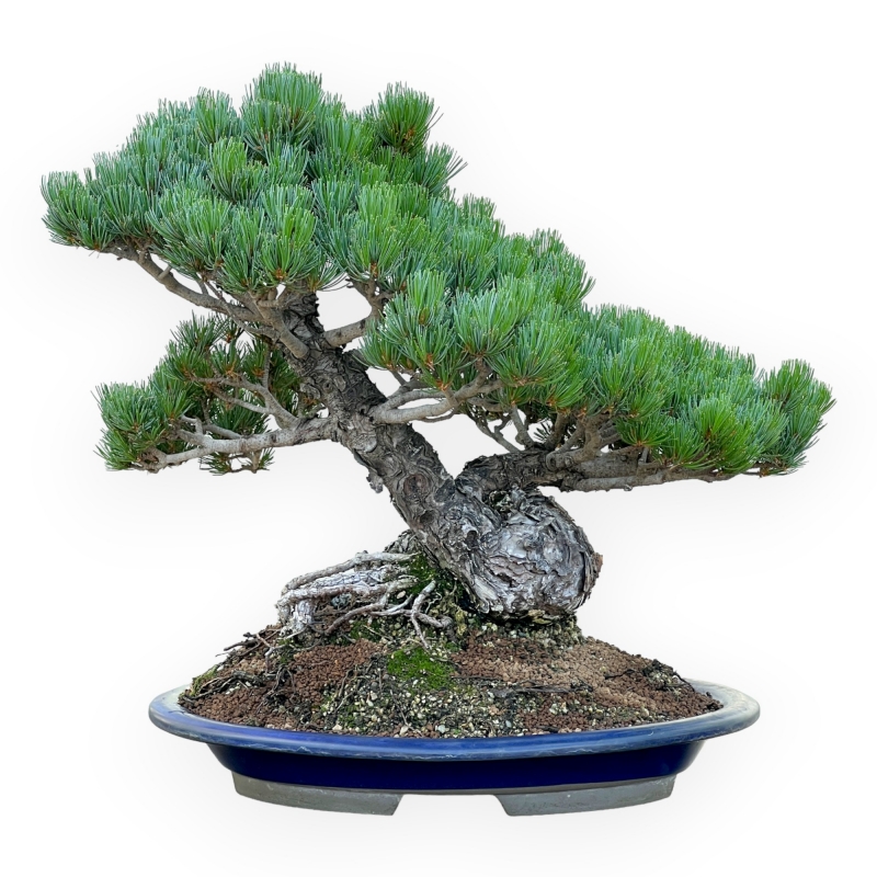 Pinus Pentaphylla - Den - 47 cm