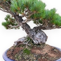 Pinus Pentaphylla - Den - 47 cm