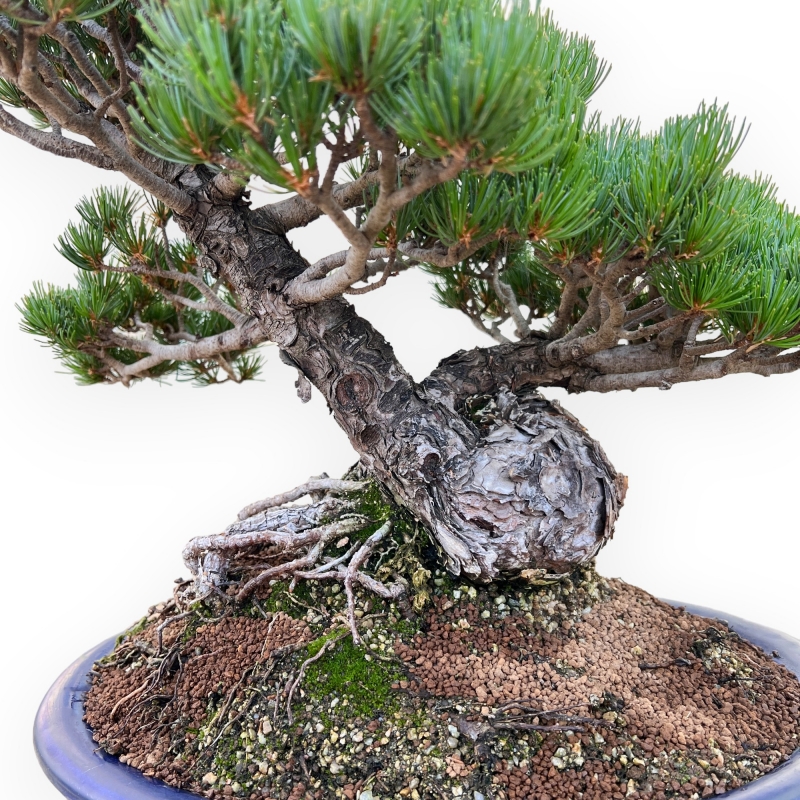 Pinus Pentaphylla - Pin à cinq aiguilles - 47 cm