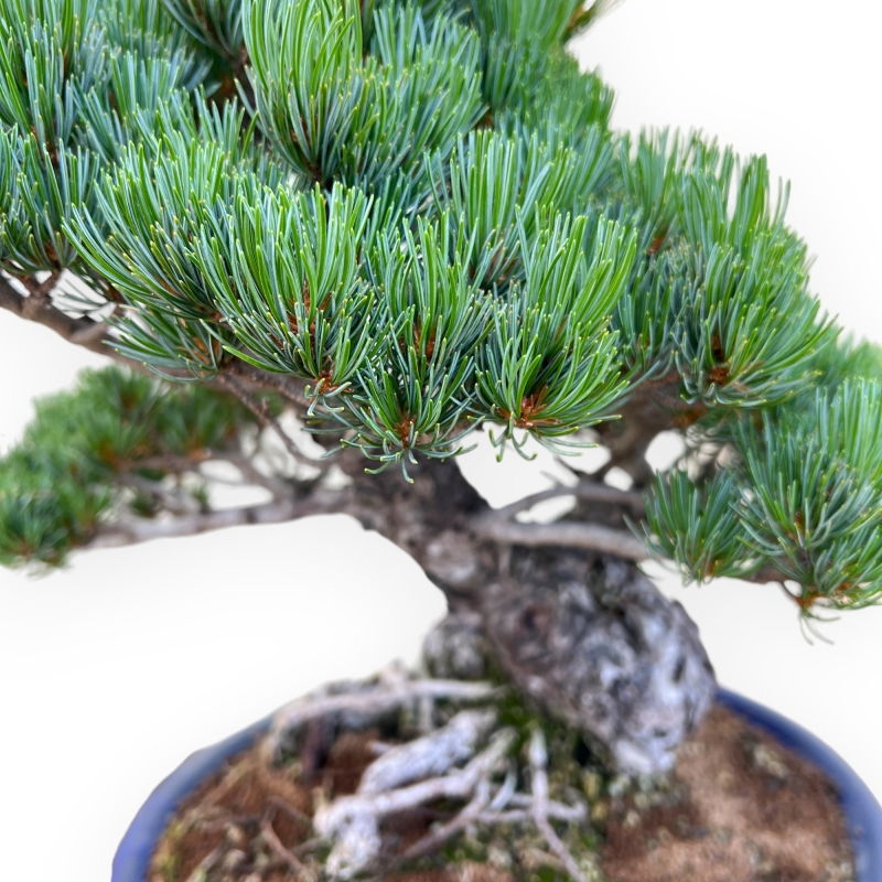 Pinus Pentaphylla - Den - 47 cm