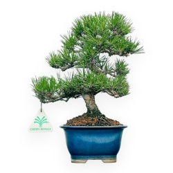 Pinus Thunbergii - Pin Noir - 28 cm