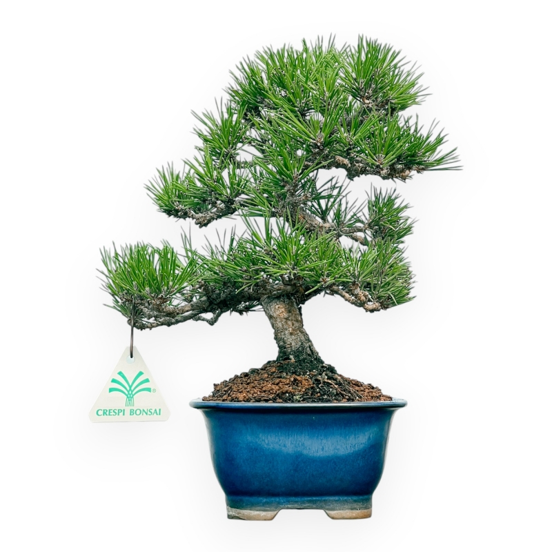 Pinus Thunbergii - Pin Noir - 28 cm