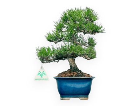 Pinus Thunbergii - Pino Nero - 28 cm